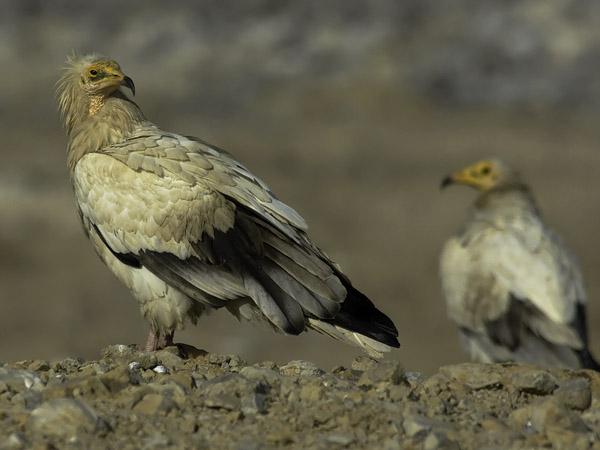 Pikkukorppikotka, Egyptian Vulture, Neophron percnopterus